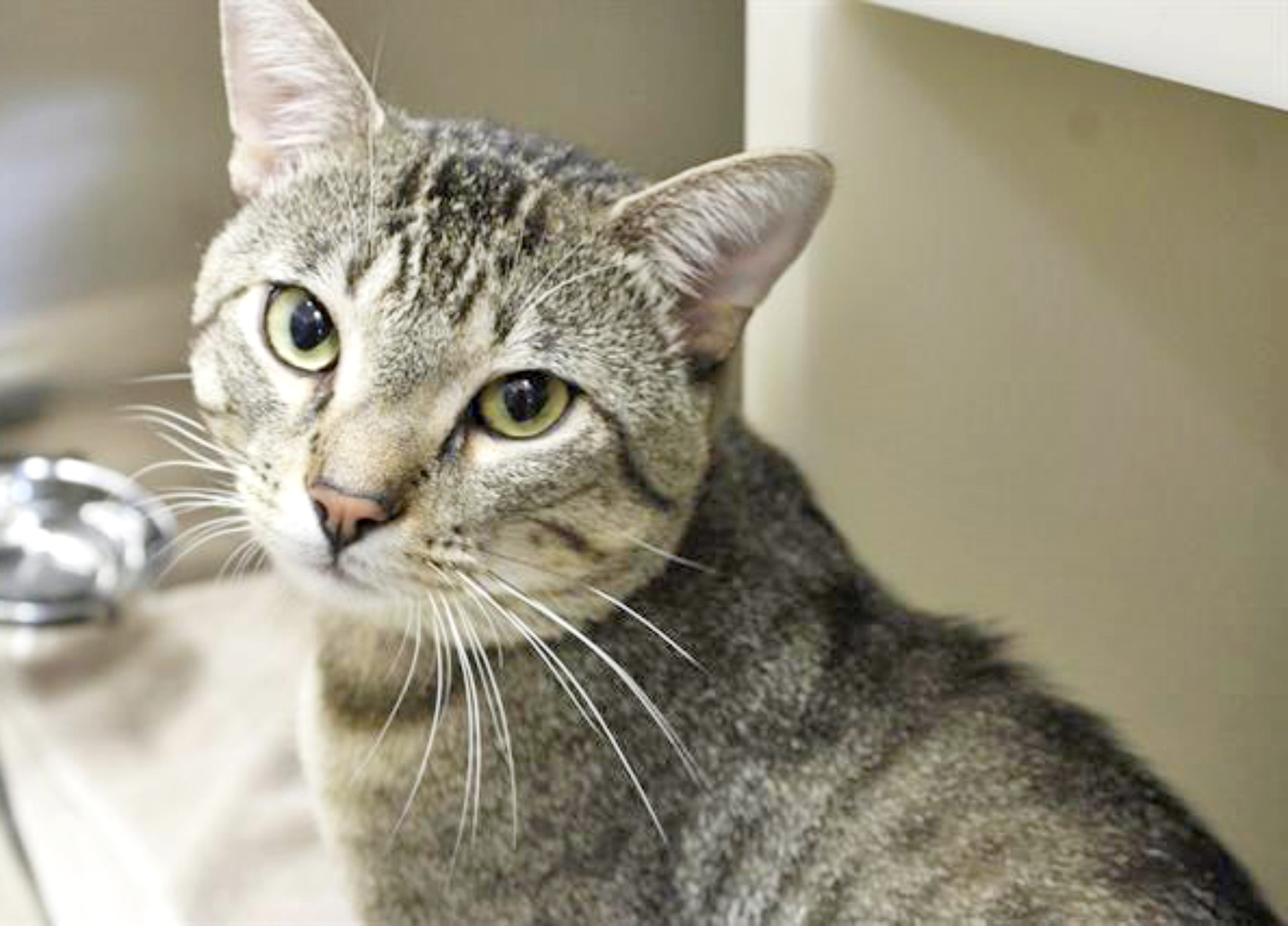 Humane Society – Pet of the Week — Hi there, I’m Corporal Scotch Mcloskey (1595615). I am a 1-year-old brown tiger and white Domestic Shorthair cat that came into HSPPR as a stray and now I’m waiting for my new family. HSPPR staff and volunteers call me a social boy because, even if I’m taking a cat nap, I’ll jump up to come say “hello.” I LOVE attention so much that I’ll lean into your hand and headbutt you for more pets. I’m currently in a Cat Colony room where I hang out with people and other cats. My adoption is $100, and I come with a voucher for a veterinary exam, vaccinations, 30 days of pet health insurance, a microchip, and I am already neutered. Just ask for Corporal Scotch Mcloskey (1595615). Humane Society: 719-473-1741, 610 Abbot Lane. Call for hours. www.hsppr.org.