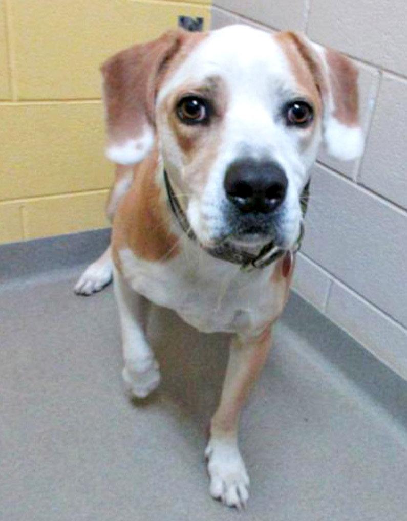Humane Society – Pet of the Week: Happy Thanksgiving! My name is Tucker and I’m looking for a new family and a home for the holidays. I’m a 6-year-old Labrador retriever mix. I can be a little nervous at first and will need some time adjusting to my new home. Thanksgiving is one of my favorite days because that’s when my social butterfly personality can come out and I can say “hi” to everyone. Of course I love food too, and going on a nice walk after dinner sounds like the perfect day to me. My adoption is $200 and I come with a voucher for a veterinary exam, vaccinations, 30 days of pet health insurance and a microchip, and I am already neutered. Just ask for Tucker (1614150). Humane Society: 719-473-1741, 610 Abbot Lane. Call for hours. www.hsppr.org.