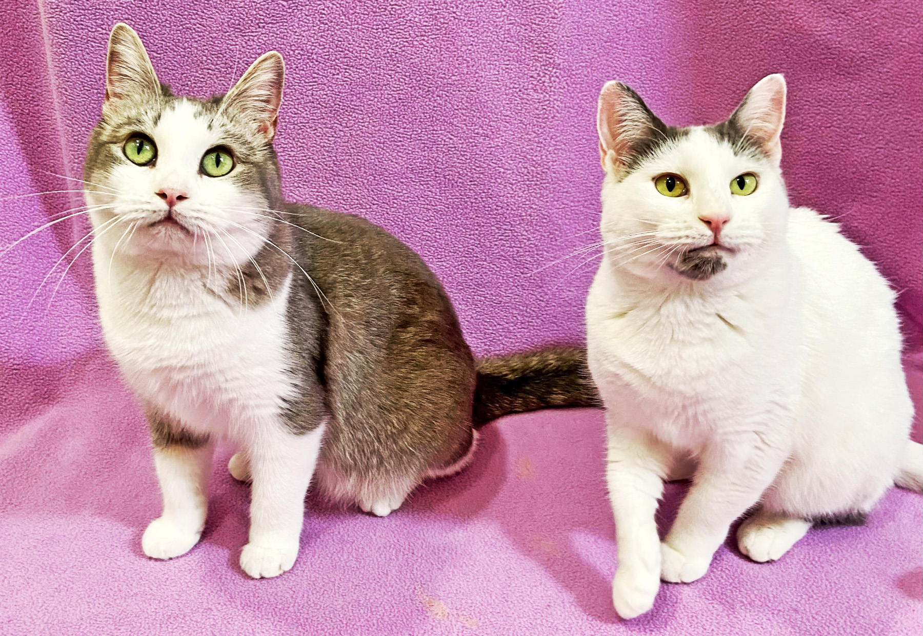 Happy Cats Haven – Pet of the Week: Hello, we’re Bonnie and Nina, bonded BFFs looking for our furever family together. Bonnie is the adorable gray tabby and white gal with soulful yellow-green eyes. And I’m Nina, a tiny gray and white girl with expressive yellow eyes lined in eyeliner. We were brought to Happy Cats when our human could no longer care for us. Despite some tough times, though, we love to play, especially with wand toys! When playtime is over, it’s nap time and you’ll find us cuddling together! We’ll do best in a quiet home without other pets or kids. Our adoption fees together are $120 with the Friends and Family discount, sponsored by Petco Love. That includes our spays, vaccinations, microchips, food and litter starter kits and a free well-kitty checkup each. Happy Cats Haven: 719-362-4600, 327 Manitou Ave. Adoptions by appointment only until further notice.www.HappyCatsHaven.org, www.Facebook.com/HappyCatsHaven.
