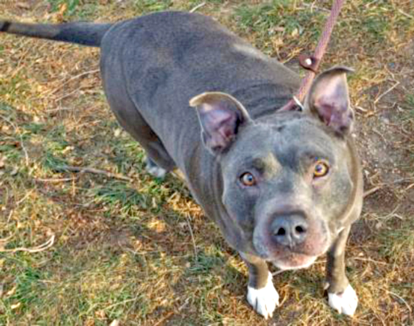 Humane Society – Pet of the Week: It’s so nice to meet you! My name is Will Scarlet and meeting new people makes me happy. I’m a 6-year-old pit bull and I’m a good boy that will do best with slow introductions to dogs already in your home. My quirk is that I’m a bit overweight, and I need a family to help me stick to my exercise plan to get my summer bod ready. I would love to be your daily walk buddy! My adoption is $200 and I come with a voucher for a veterinary exam, vaccinations, 30 days of pet health insurance and a microchip, and I am already neutered. Just ask for Will Scarlet (1614819). Humane Society: 719-473-1741, 610 Abbot Lane. Call for hours. www.hsppr.org.
