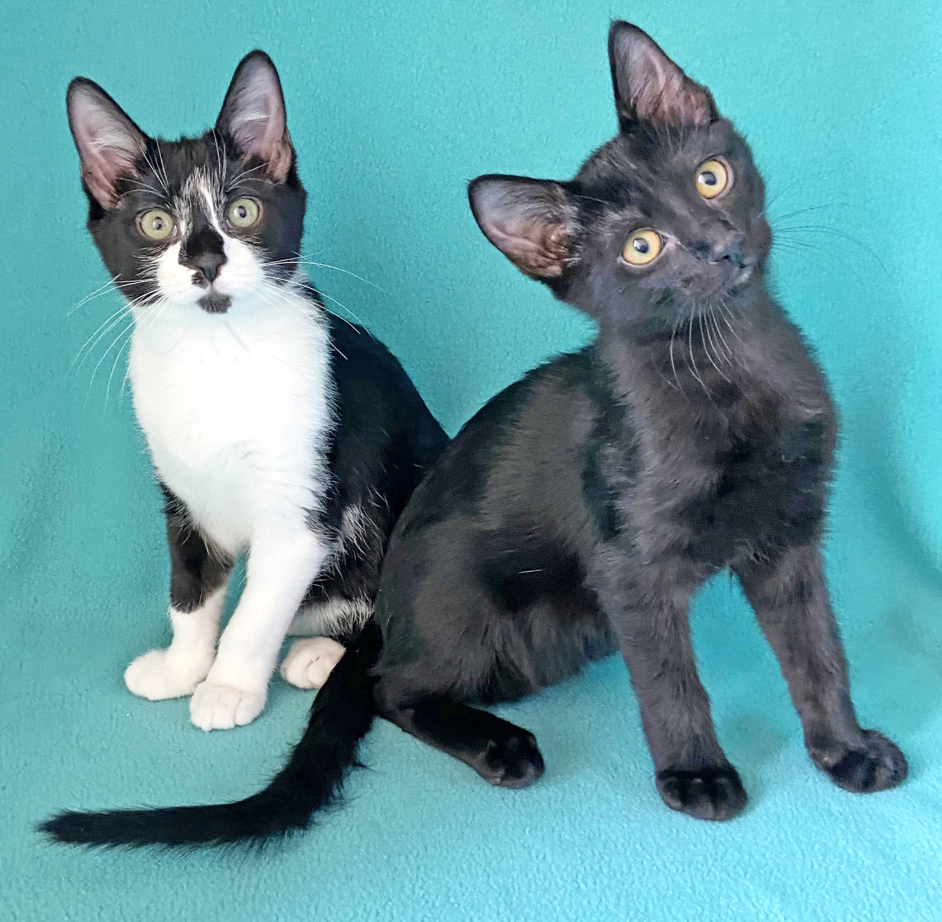 Happy Cats Haven – Pet of the Week: Hello, we’re Oscar and Roy, two inseparable kittens who are ready for our next big adventure! We’re both ready for any occasion; Oscar wears his tuxedo daily and I’m classic in black like a mini-panther. We had a rough start in life but now we love laps, purrs and pets. We’re 3-month-old kittens who go crazy for playtime! Our foster family had a loving and busy home so we should do well with other feline-friendly cats, dogs and kids as long as we have a gentle introduction to each, one at a time. Our adoption together is just $210 and includes our neuters, vaccinations, microchips, food and litter starter kits, and a free well-kitty checkup each. Happy Cats Haven: 719-362-4600, 327 Manitou Ave. Adoptions by appointment only until further notice.www.HappyCatsHaven.org, www.Facebook.com/HappyCatsHaven.