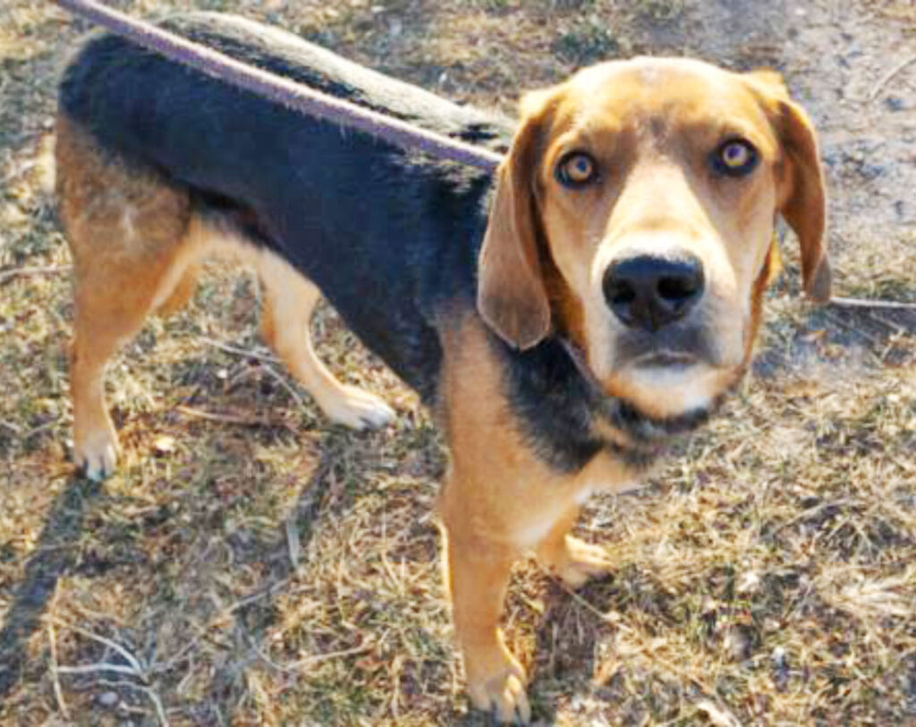 Humane Society – Pet of the Week: Hi there! I’m Lady Sprinkles and I’m ready to find my new home! I’m a 2-year-old black and brown hound dog mix that came into HSPPR as stray. I’m shy at first and can be a little slow to open up to new people. My friends at HSPPR say that I’m a wallflower, but I’m still a good girl. I enjoy putting a leash on and going for walks outside where my nose can sniff freely. My adoption is $250 and I come with a voucher for a veterinary exam, vaccinations, 30 days of pet health insurance and a microchip, and I am already neutered. Just ask for Lady Sprinkles (1617122). Humane Society: 719-473-1741, 610 Abbot Lane. Call for hours. www.hsppr.org.